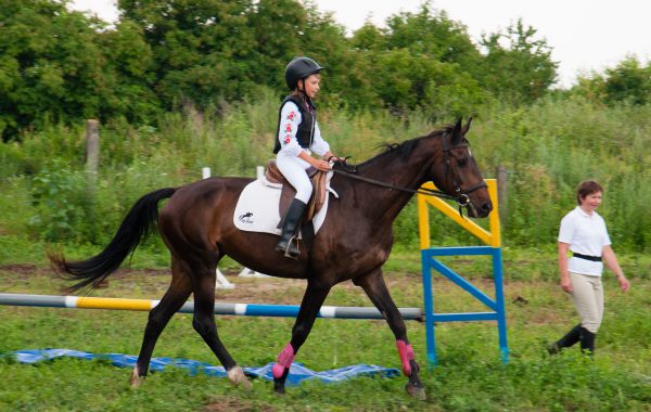 Sergienko Stable Вся наша жизнь